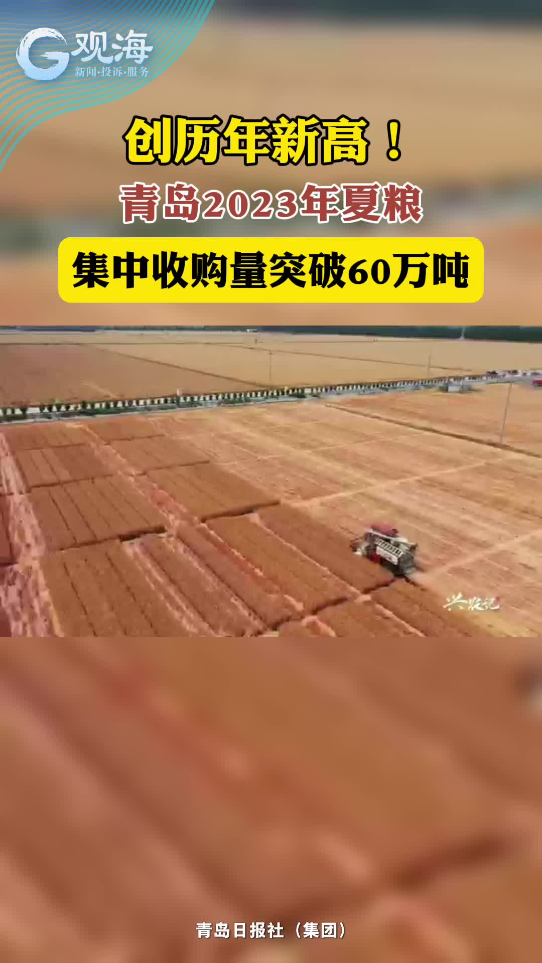 创历年新高！青岛2023年夏粮集中收购量突破60万吨。