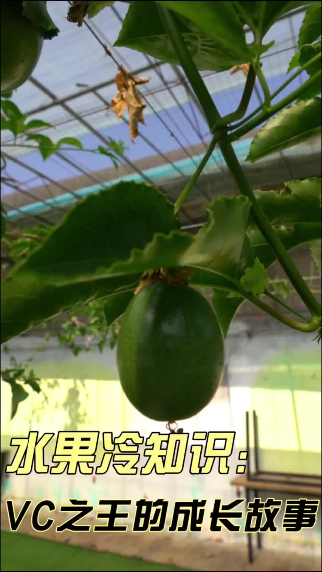 村村有好戏丨青岛竟有“百香果”园？！速来get一波冷知识