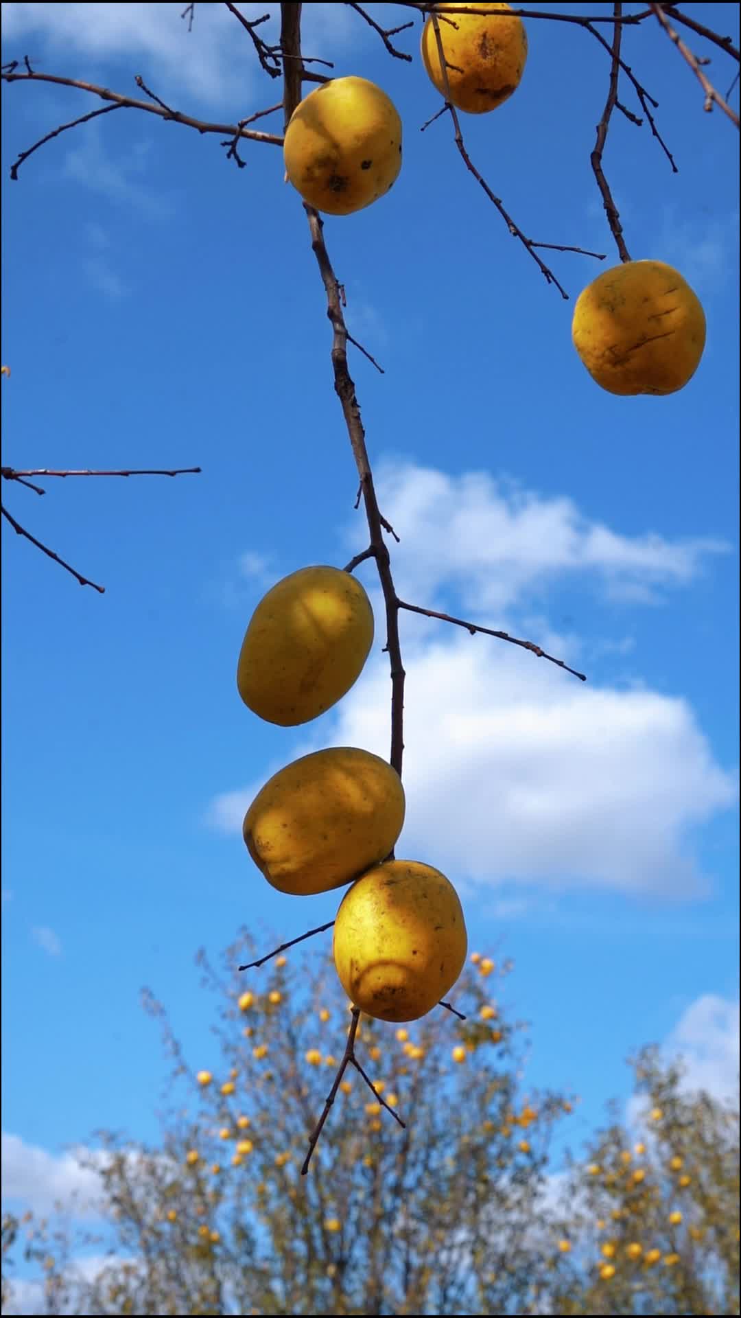 村村有好戏 | 平度传统非遗：一根香的诞生