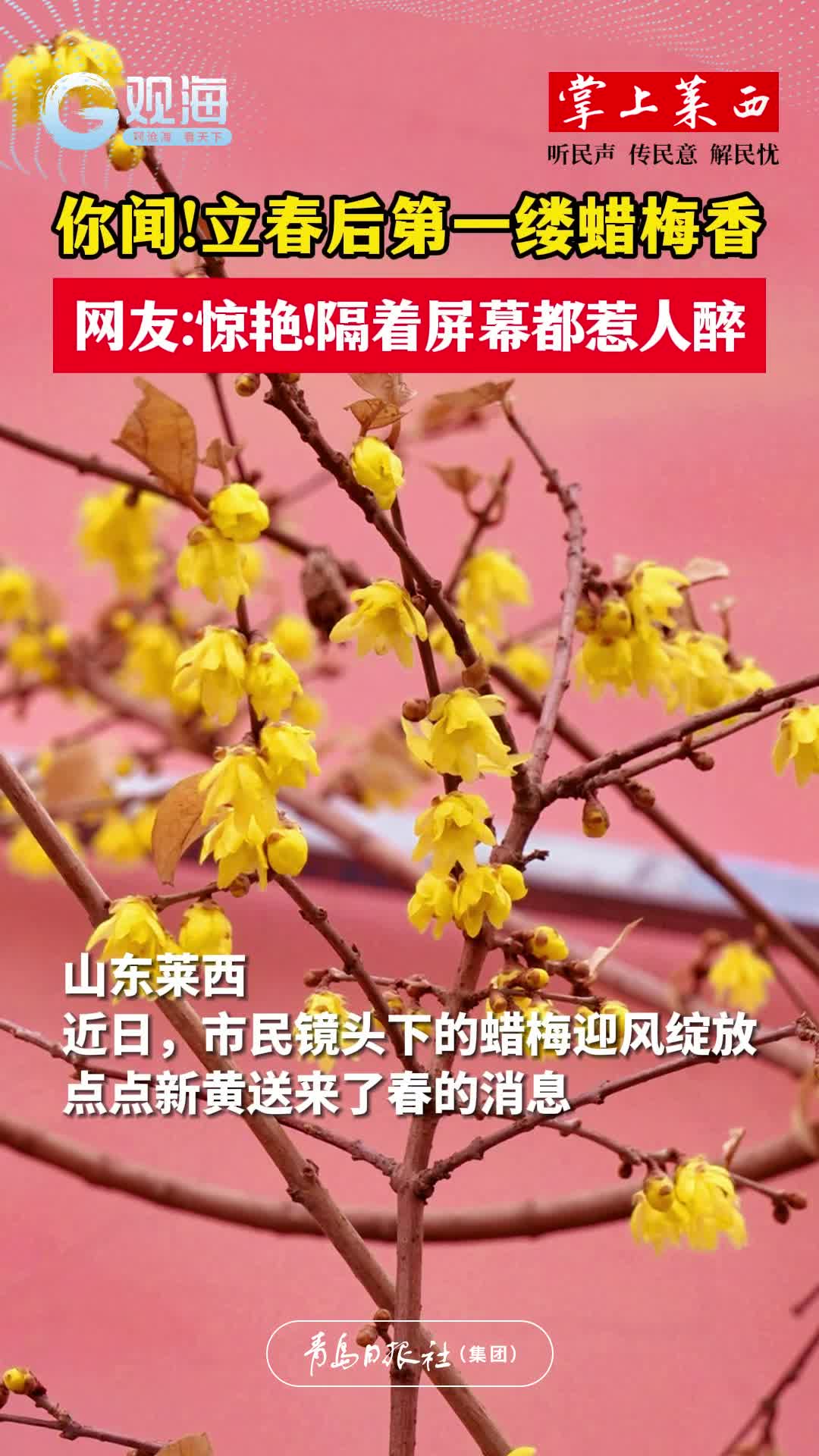 你闻！立春后第一缕蜡梅香