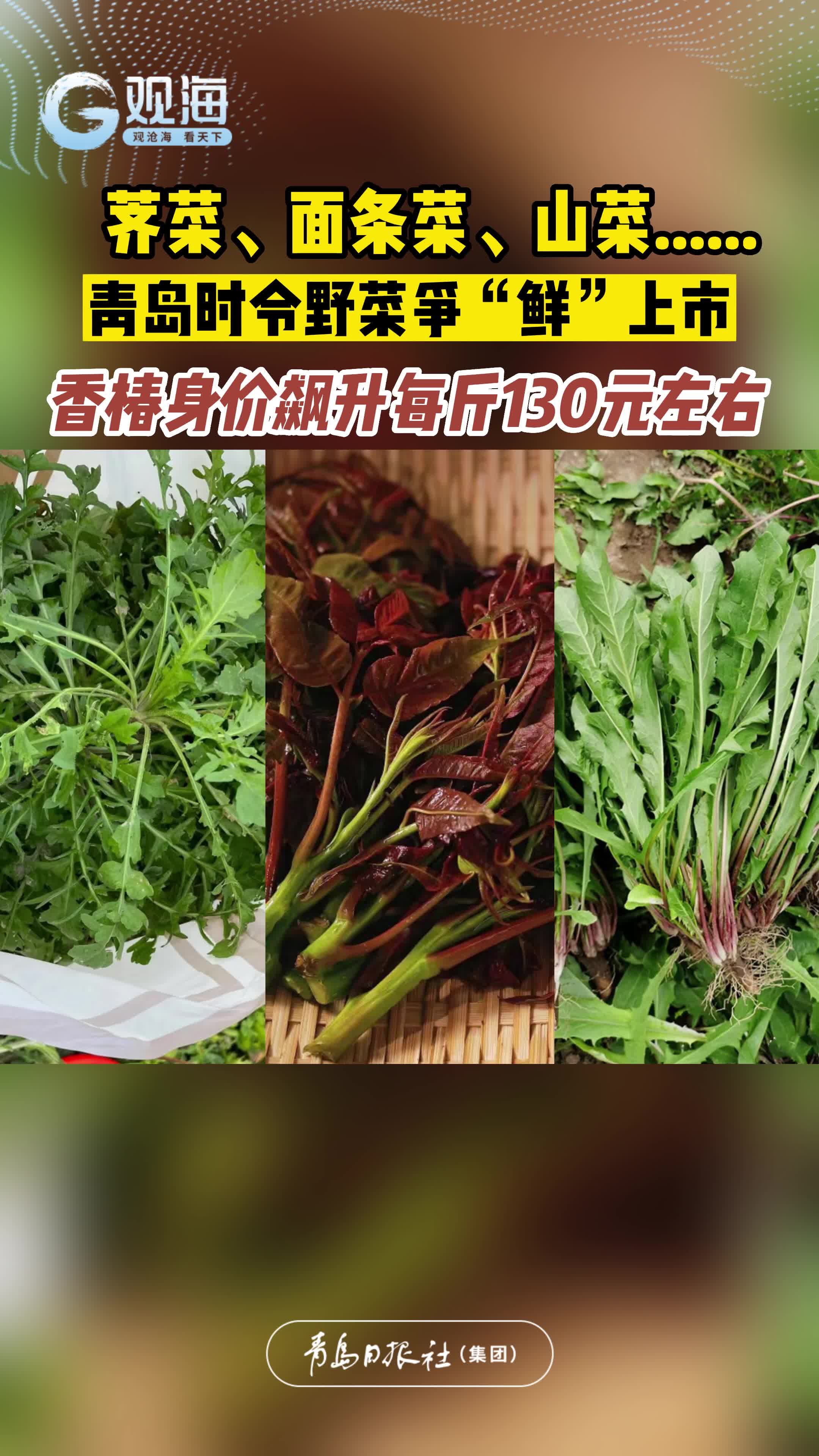 荠菜、面条菜等时令野菜争“鲜”上市！香椿身价飙升每斤130元左右