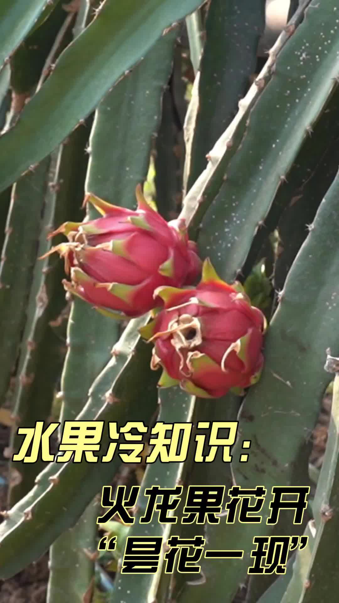 村村有好戏丨火龙果花开“昙花一现”？速来get一波水果冷知识