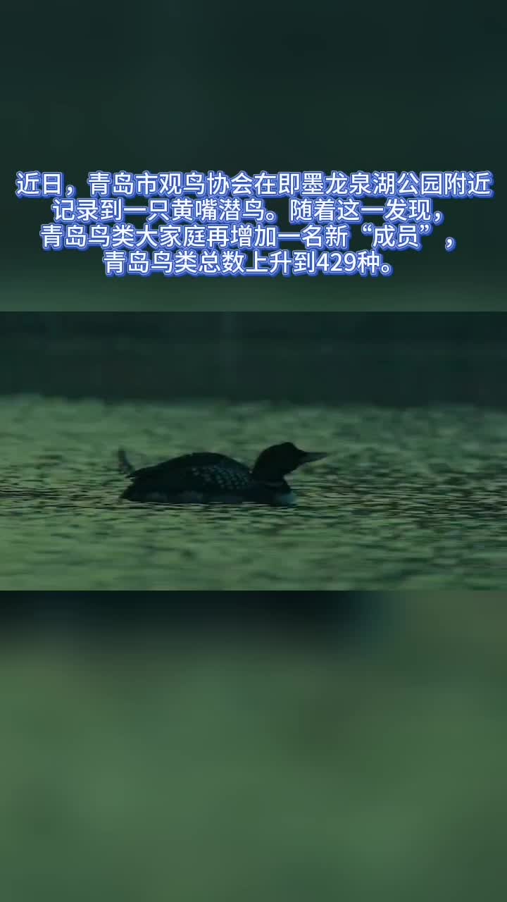 青岛鸟类新纪录！黄嘴潜鸟 珍贵照片首次曝光
