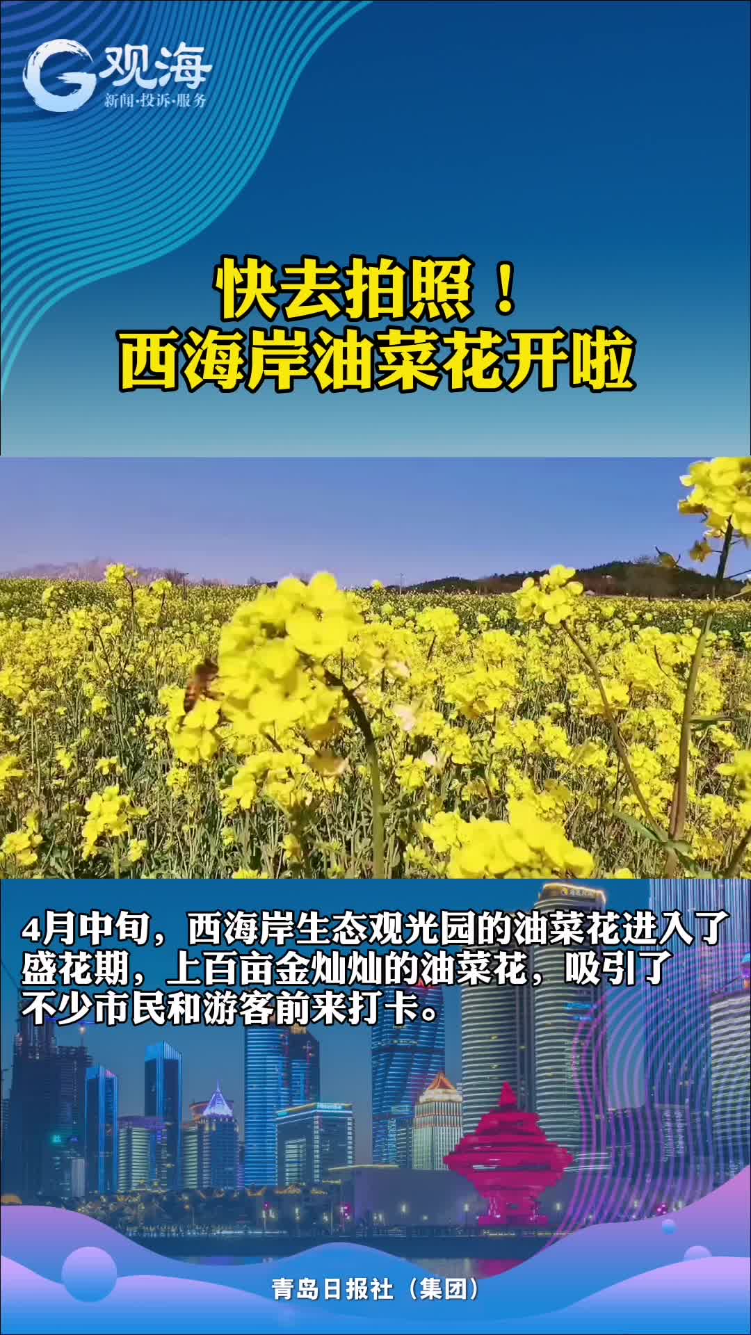 养眼！油菜花开啦