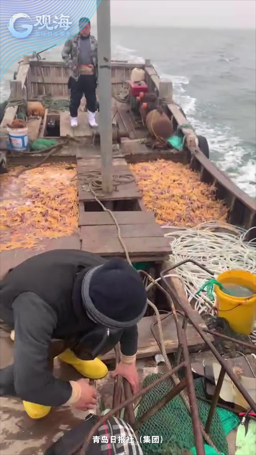 潜水诱捕“派大星”