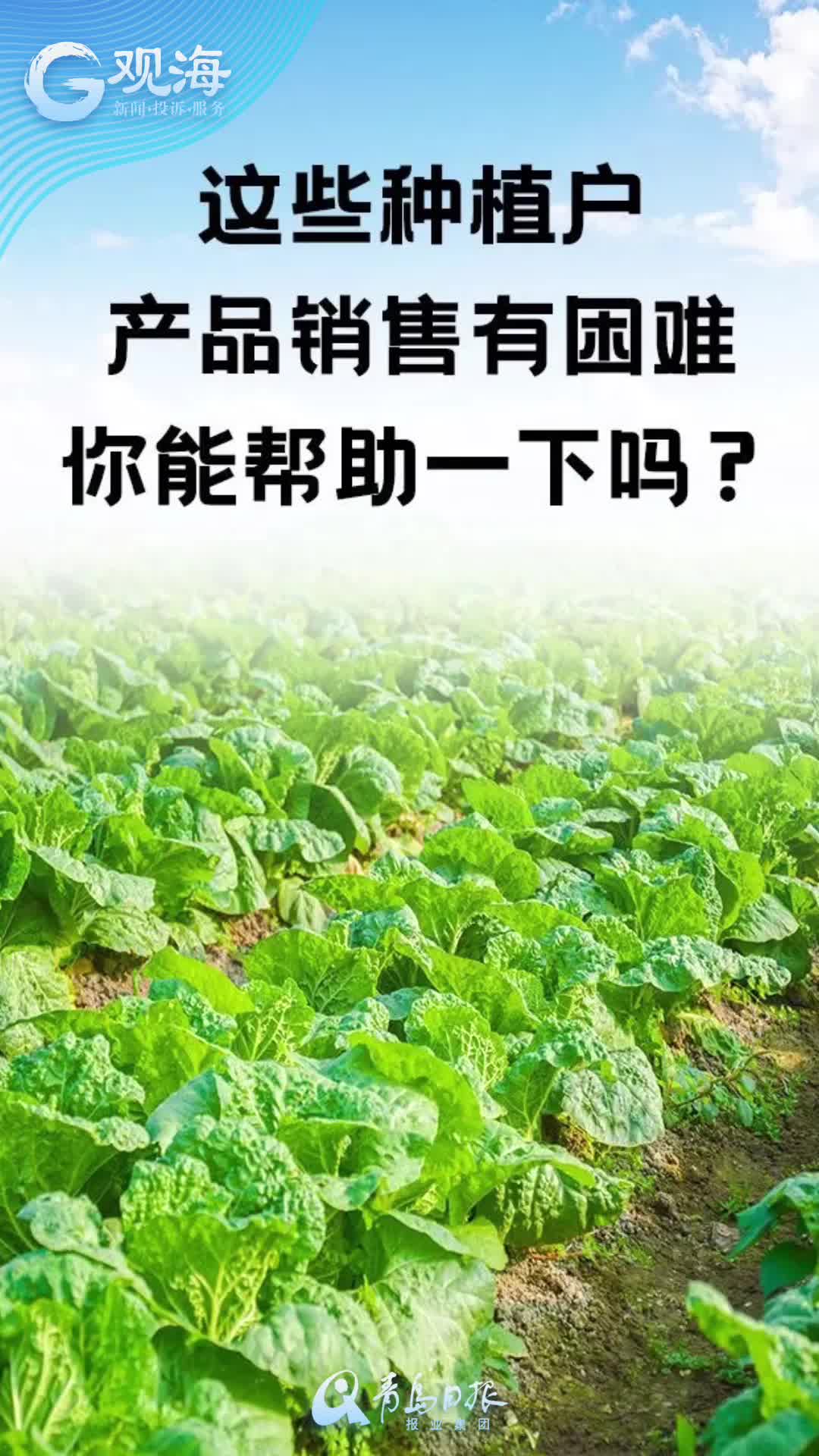 这些蔬菜找销路，帮一把！