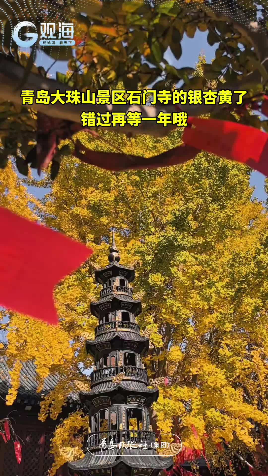 青岛大珠山景区石门寺的银杏黄了，错过再等一年哦