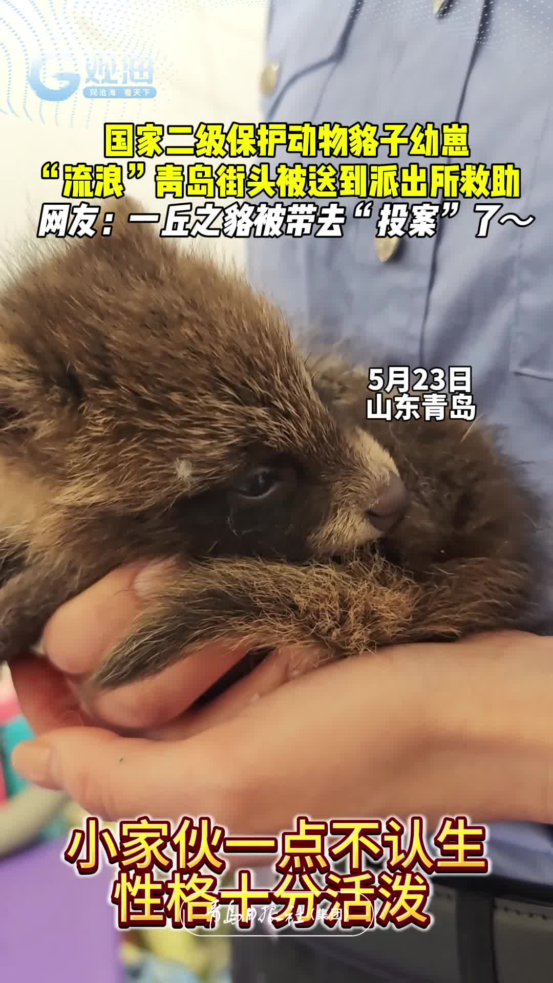 国家二级保护动物貉子幼崽“流浪”青岛街头，被送到派出所救助