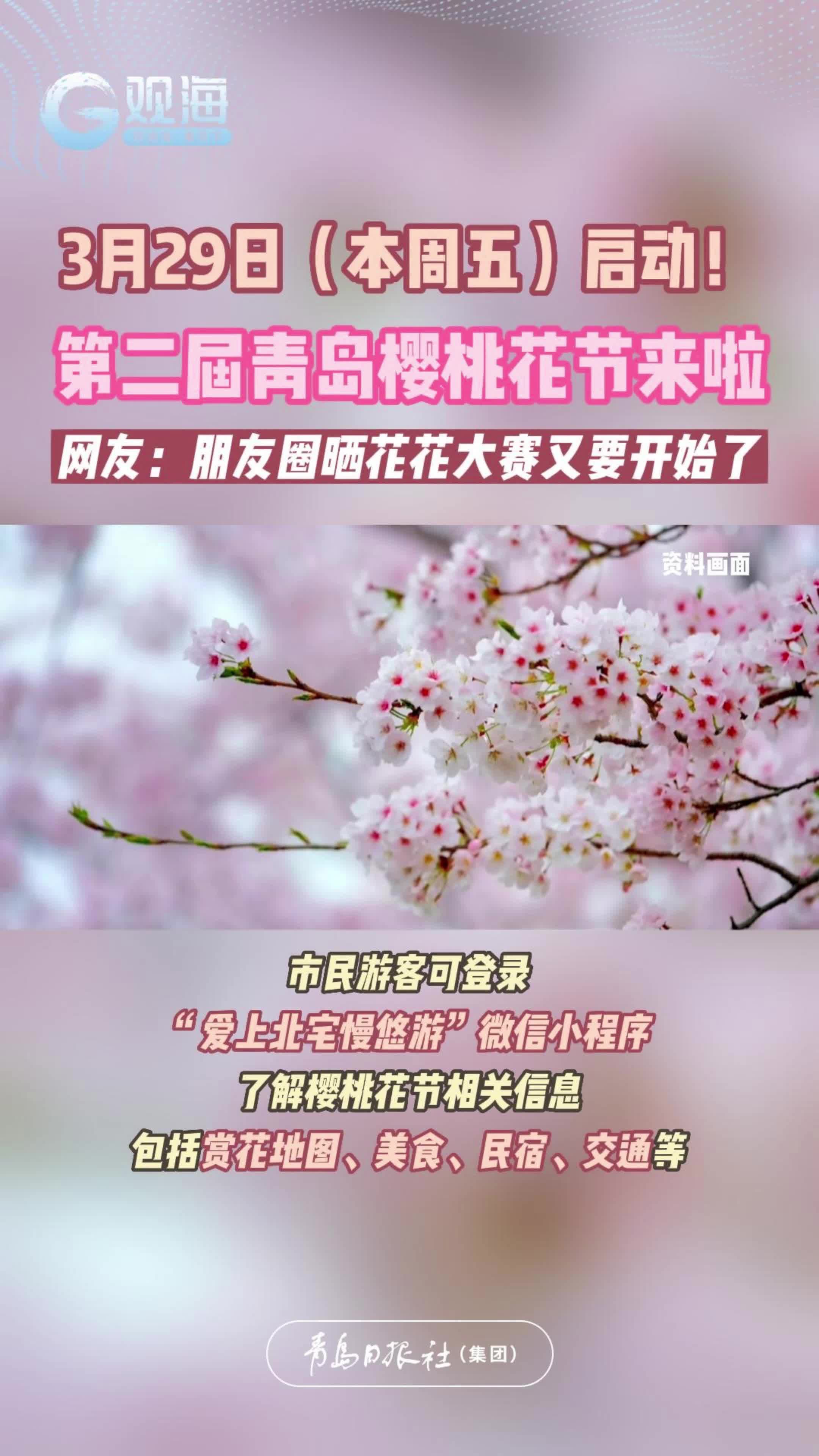 第二届青岛樱桃花节本周五启动！