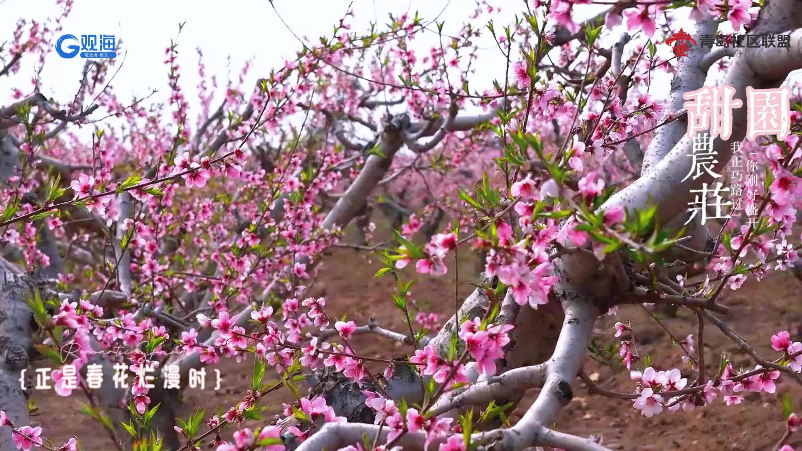 青島龍泉桃花節(jié) | 舞韻翩躚醉花海 田園詩畫映振興