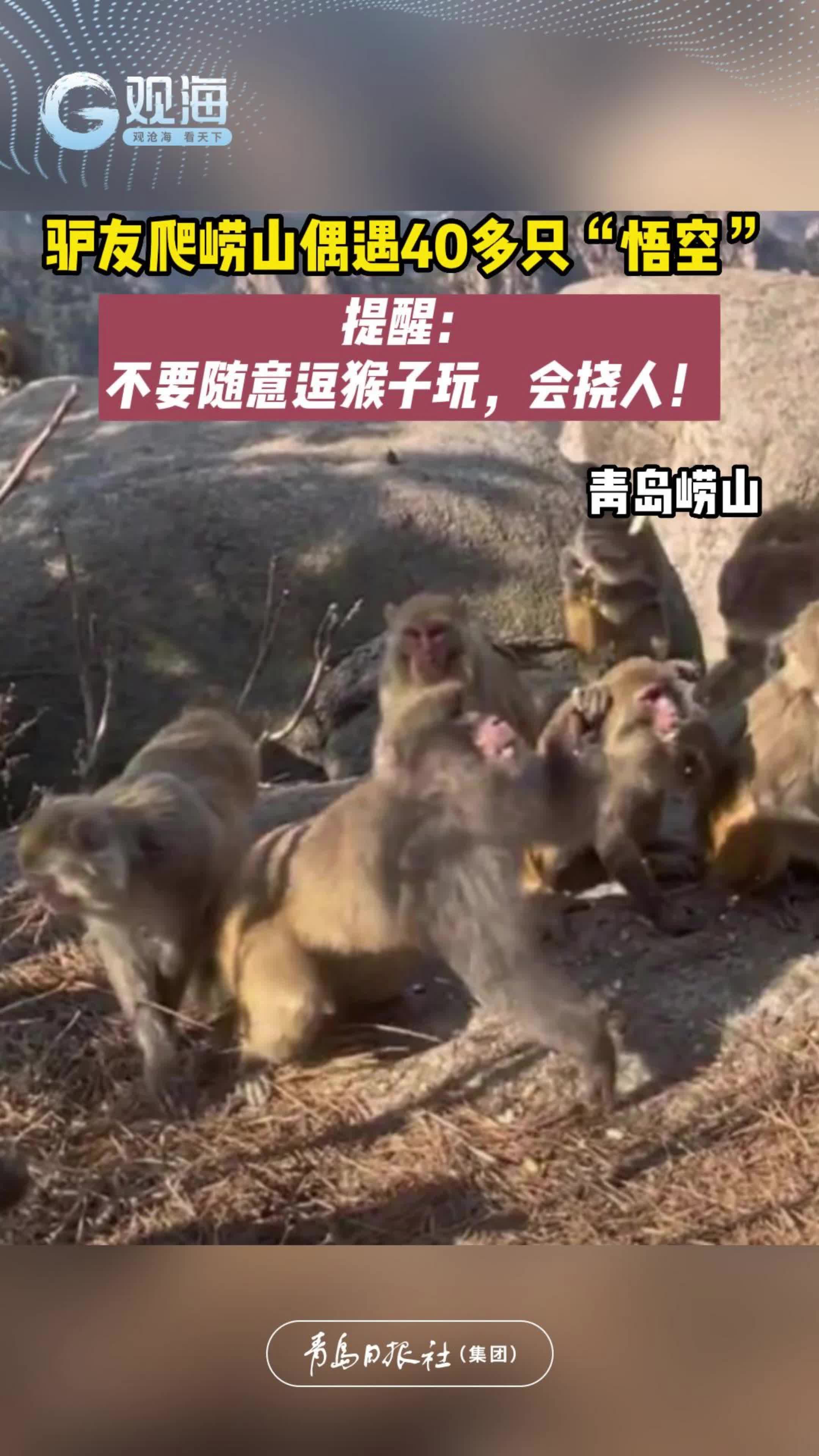 青岛驴友爬崂山偶遇40多只“悟空”，提醒：不要随意逗猴子玩，会挠人！