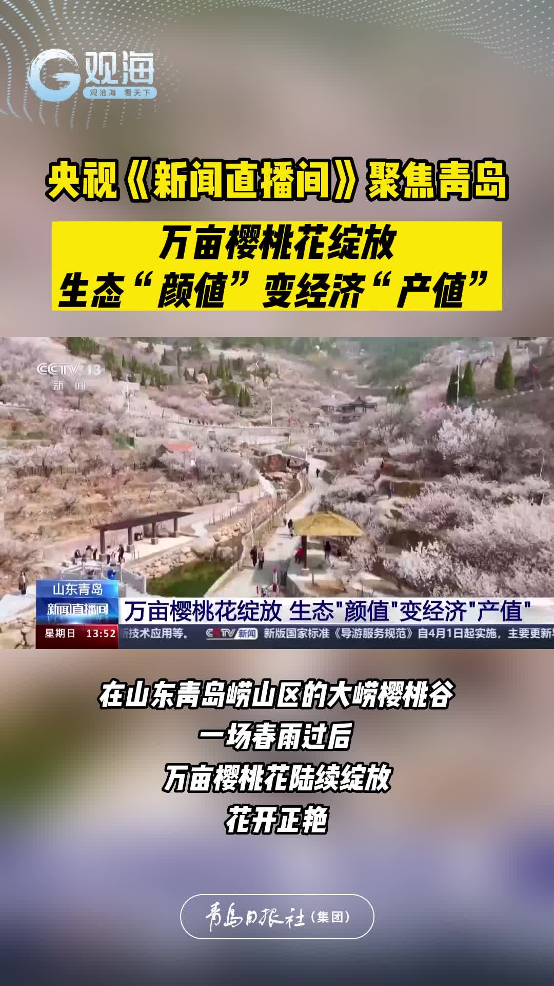 央视《新闻直播间》聚焦青岛：万亩樱桃花绽放，生态“颜值”变经济“产值”