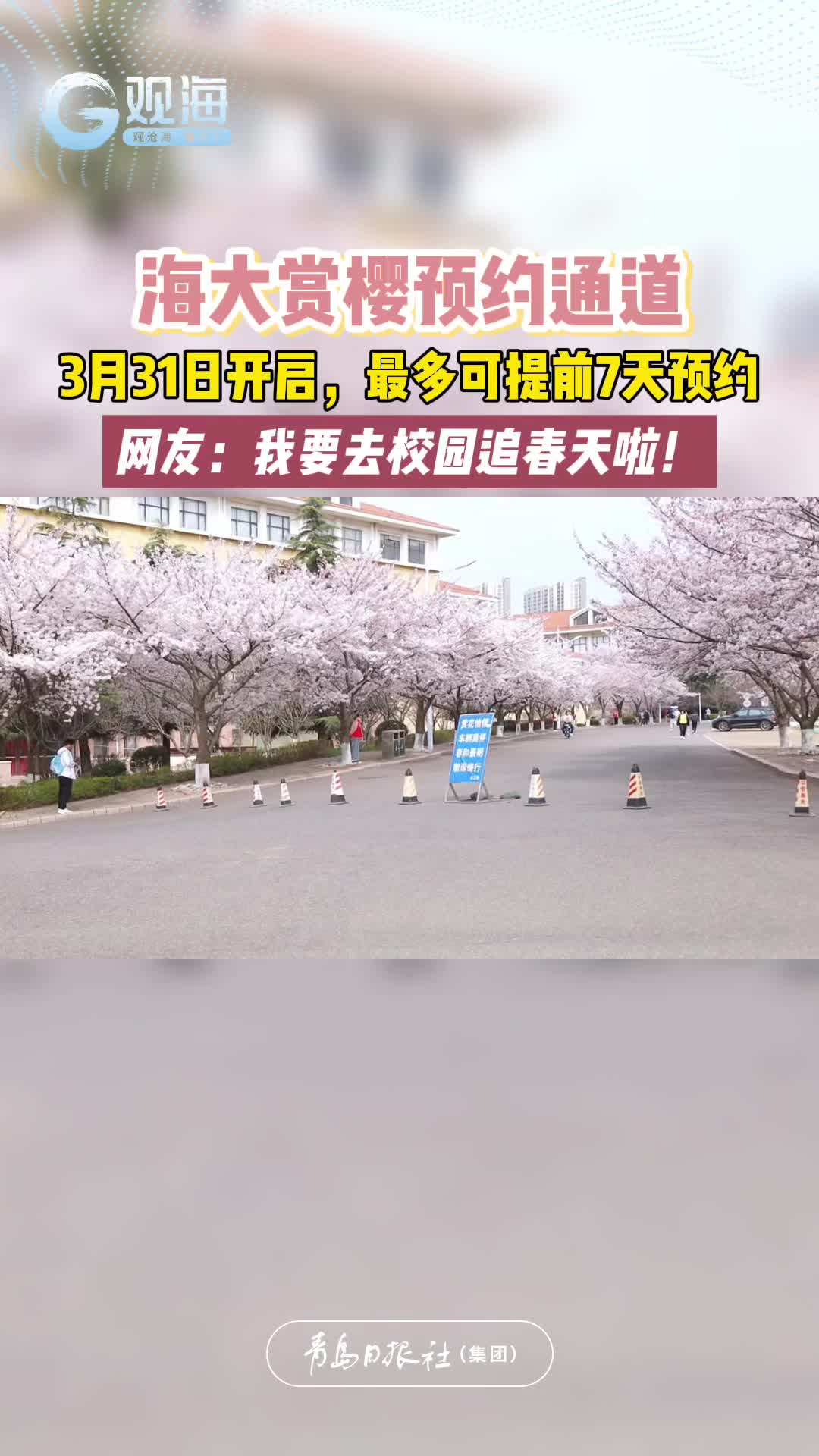 海大赏樱预约通道3月31日开启，最多可提前7天预约