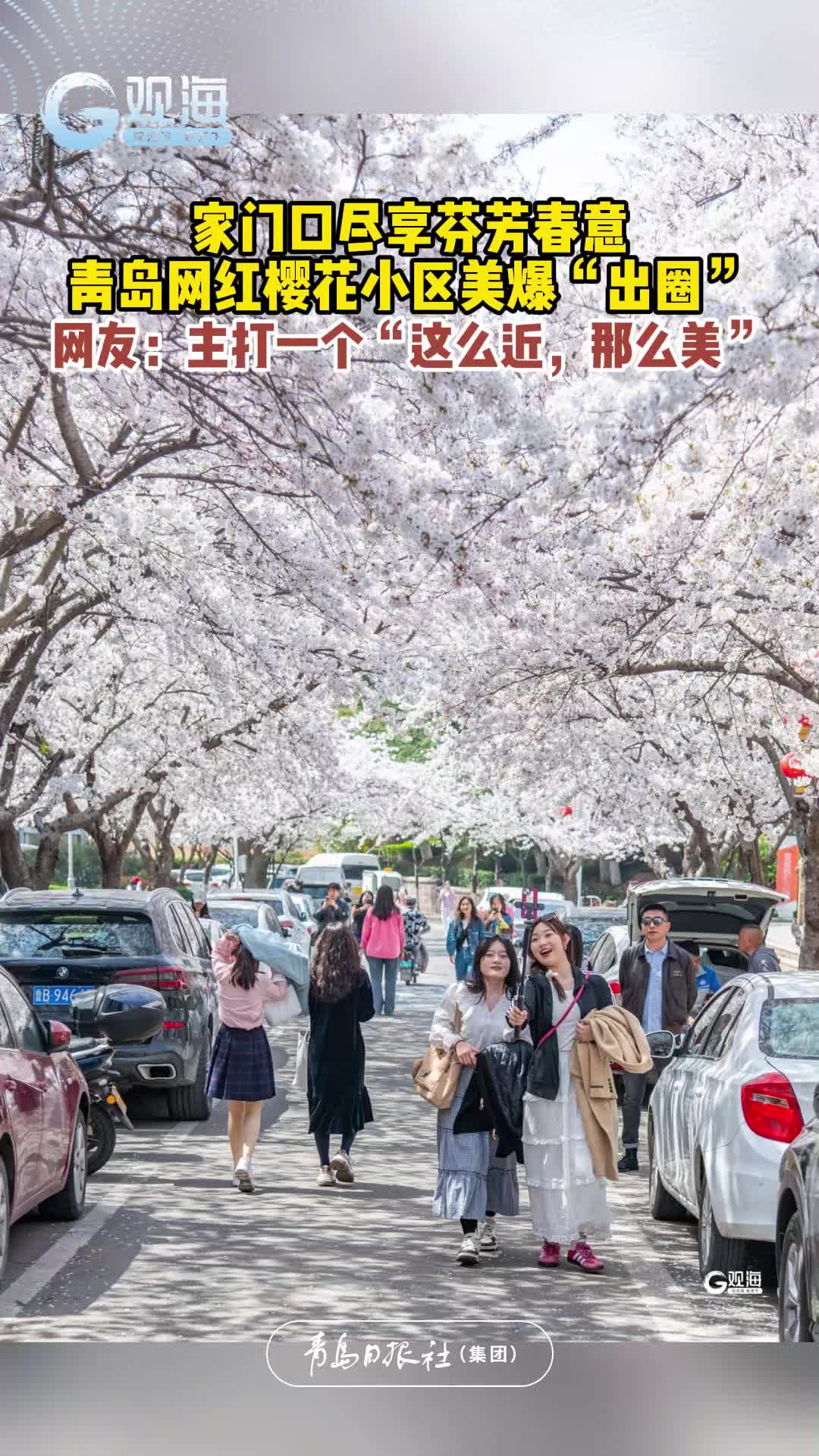 家门口尽享芬芳春意，青岛网红樱花小区美爆“出圈”