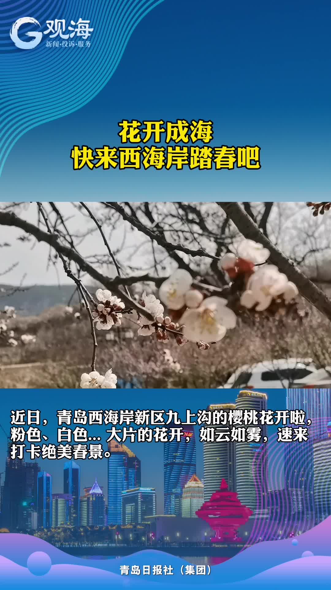 樱桃花开，打卡九上沟