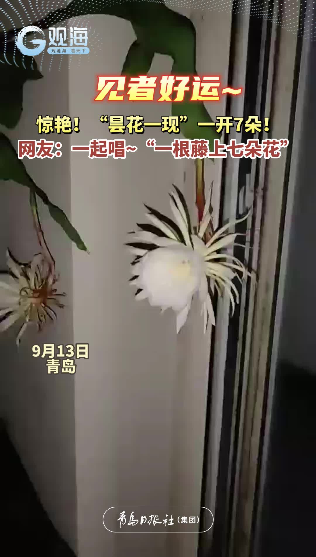 惊艳！“昙花一现”一开7朵！网友：一起唱~“一根藤上七朵花”