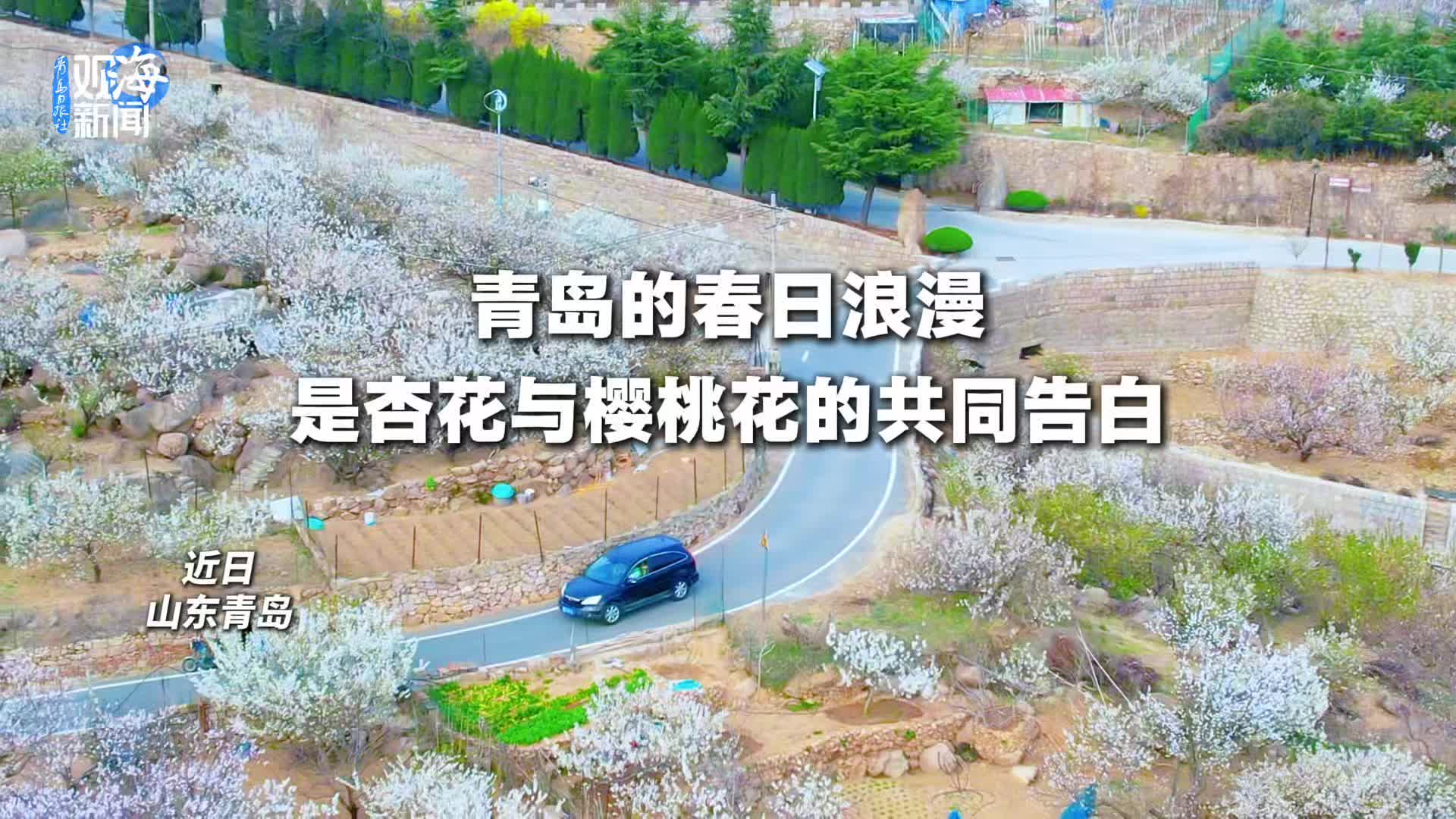 青岛的春日浪漫，是杏花与樱桃花的共同告白