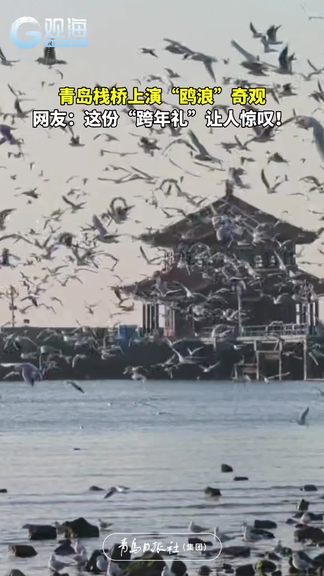 青岛栈桥上演“鸥浪”奇观，网友：这份“跨年礼”让人惊叹！