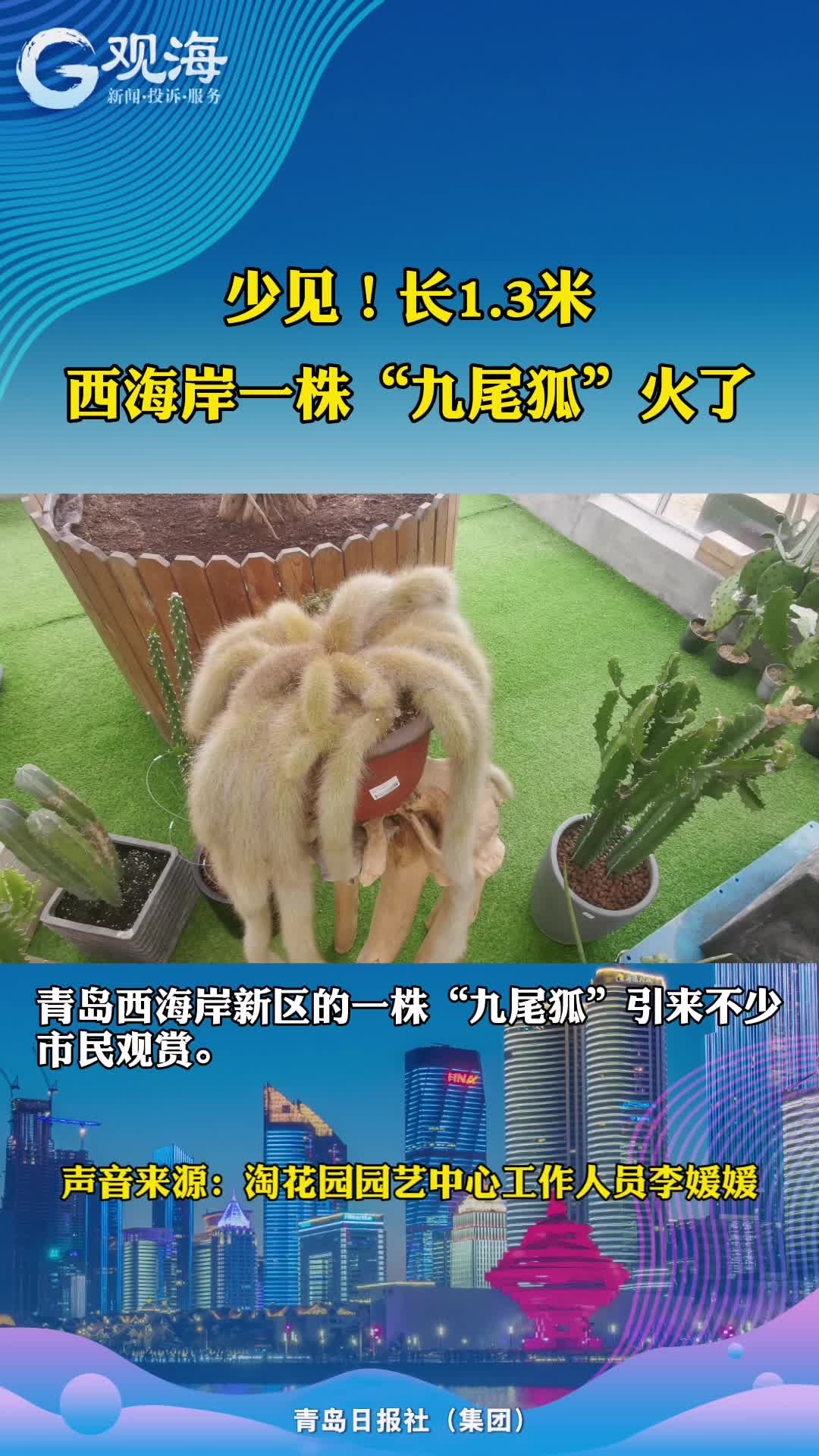 这株“九尾狐”火了