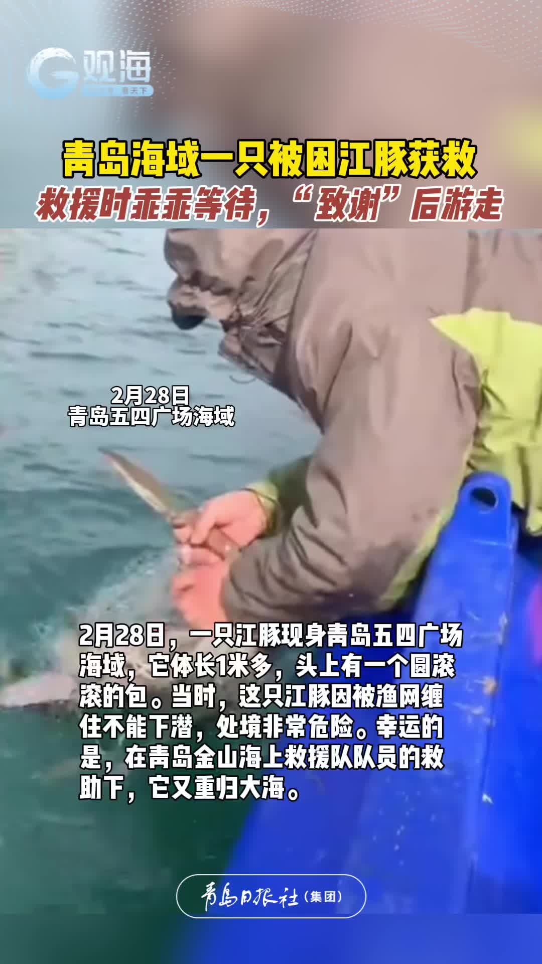 青岛海域一只被困江豚获救，救援时乖乖等待，“致谢”后游走