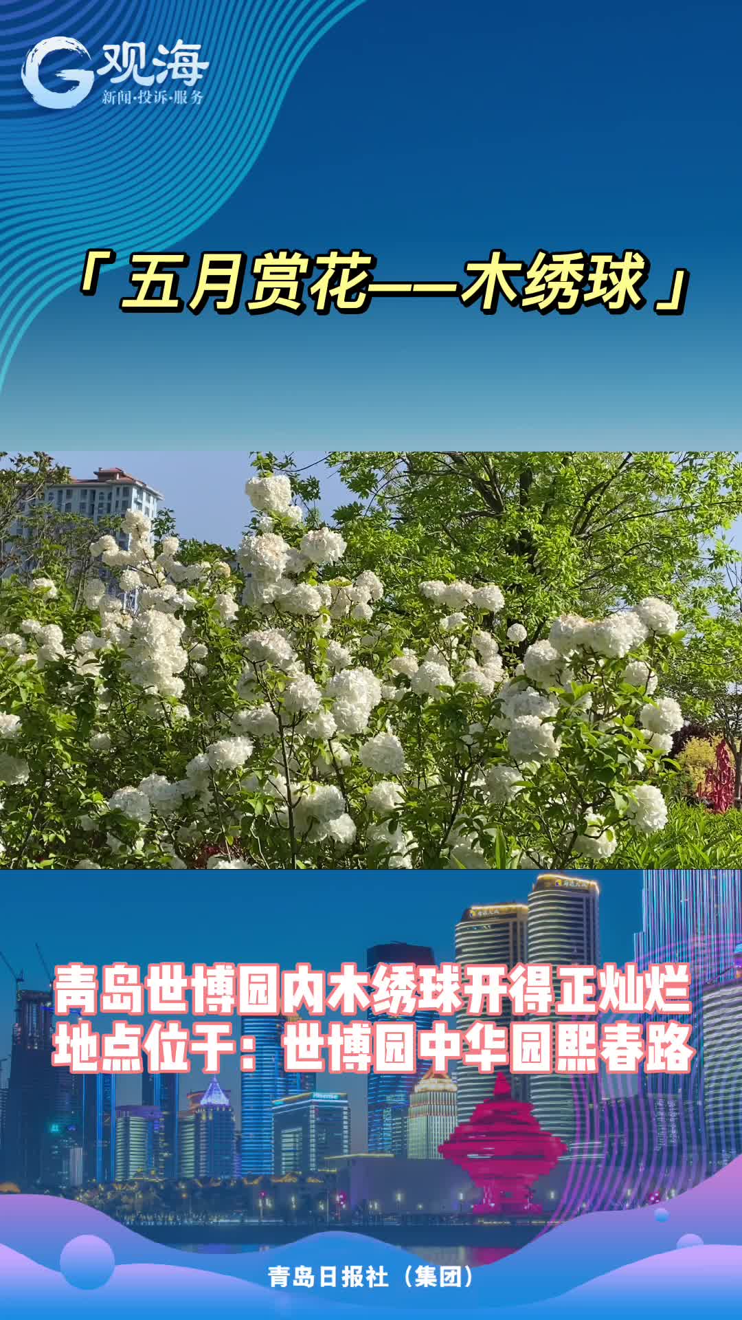 快！木绣球只开1个月