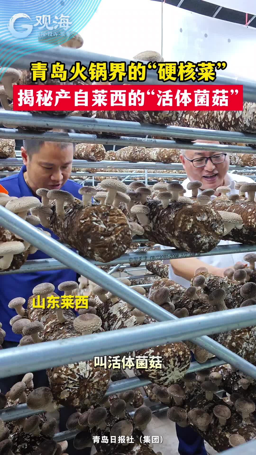 咱莱西的！火锅界的“活体菌菇”火了