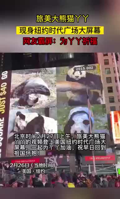 旅美熊猫丫丫现身美国纽约时代广场大屏幕