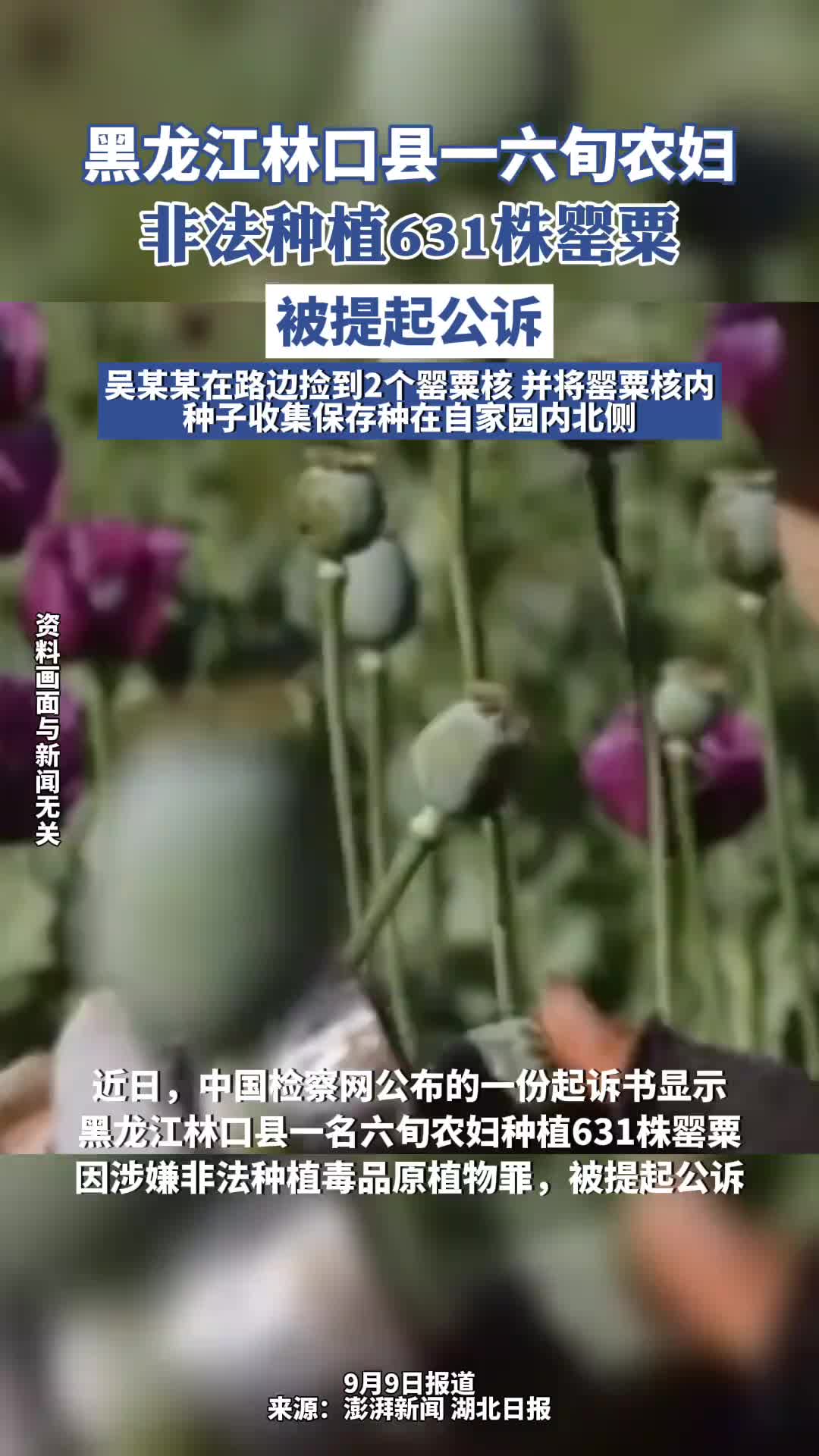 黑龙江林口县—66岁农妇非法种植631株罂粟被提起公诉