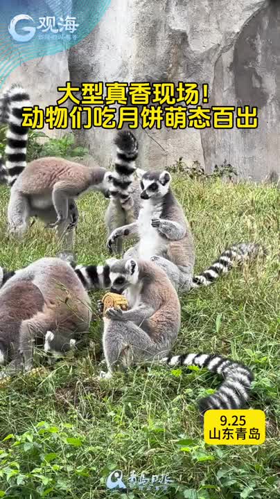 大型真香现场！动物们吃月饼萌态百出