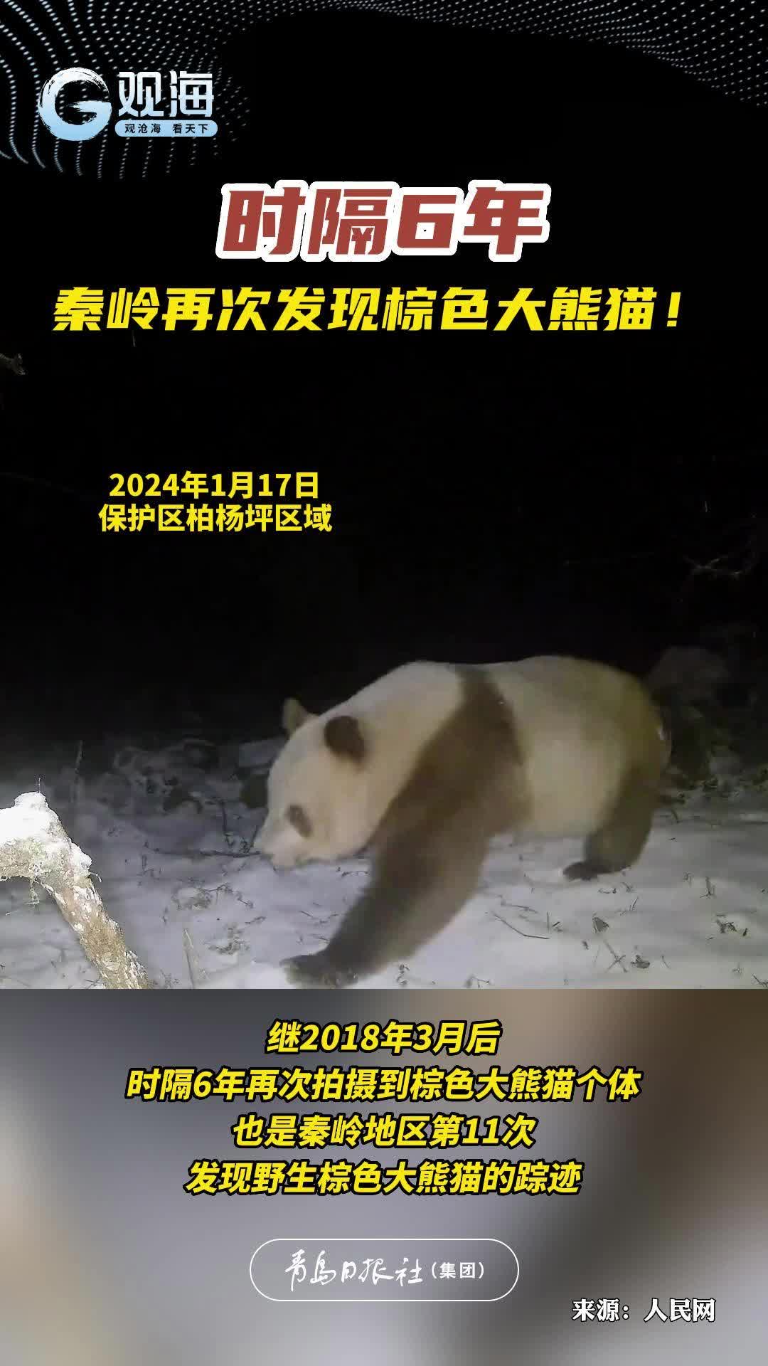 时隔6年，秦岭再次发现棕色大熊猫！