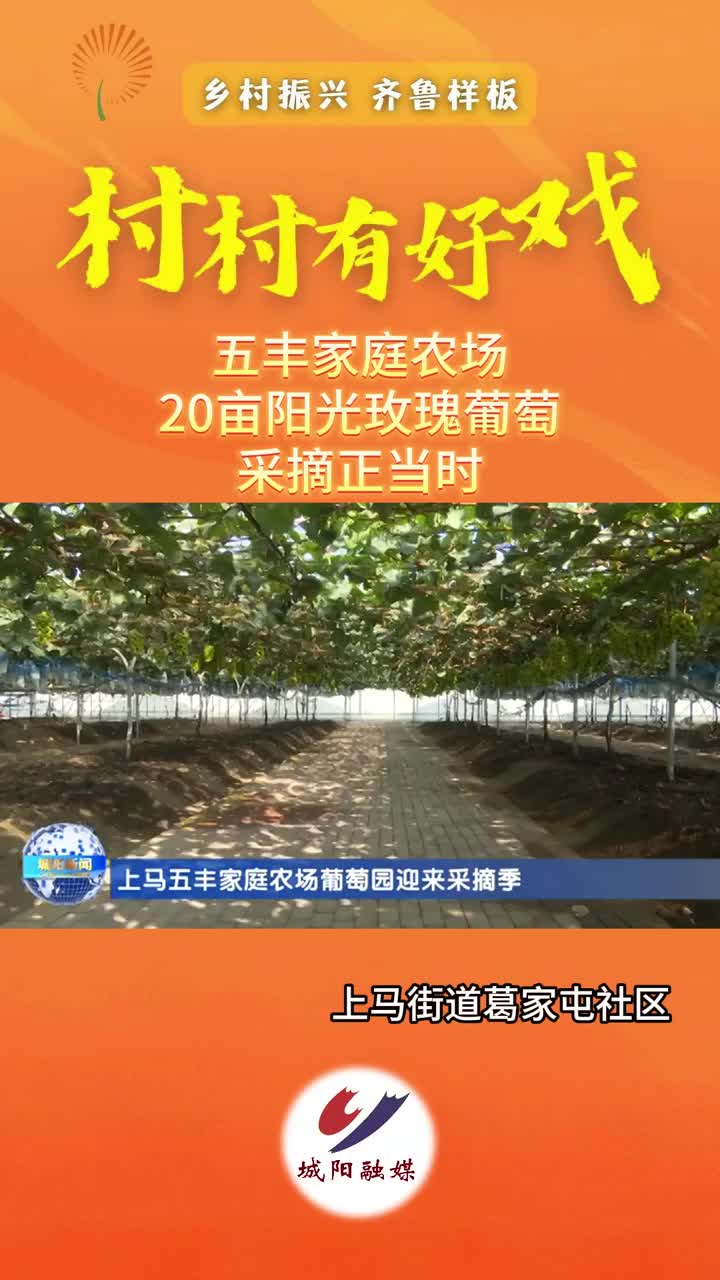 村村有好戏——五丰家庭农场，20亩阳光玫瑰葡萄采摘正当时