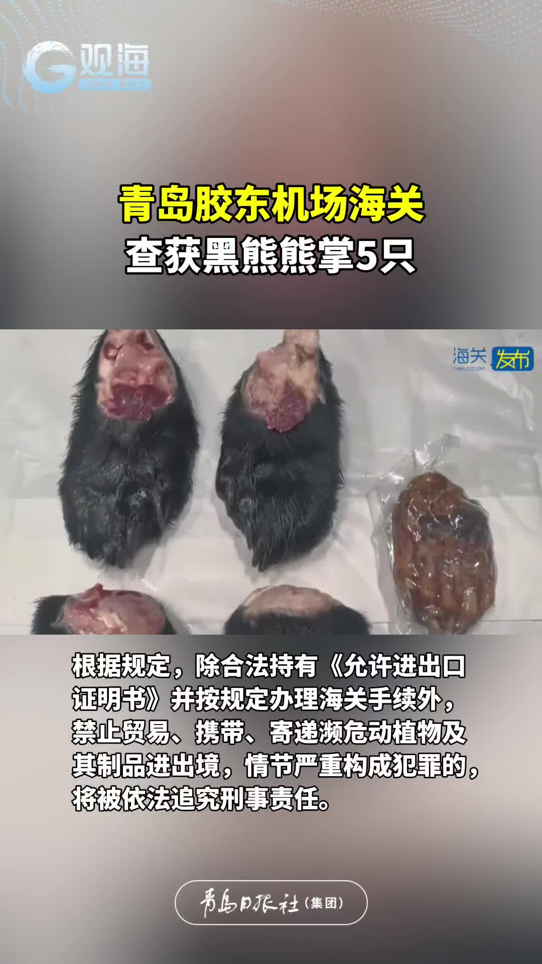 青岛胶东机场海关查获黑熊熊掌5只