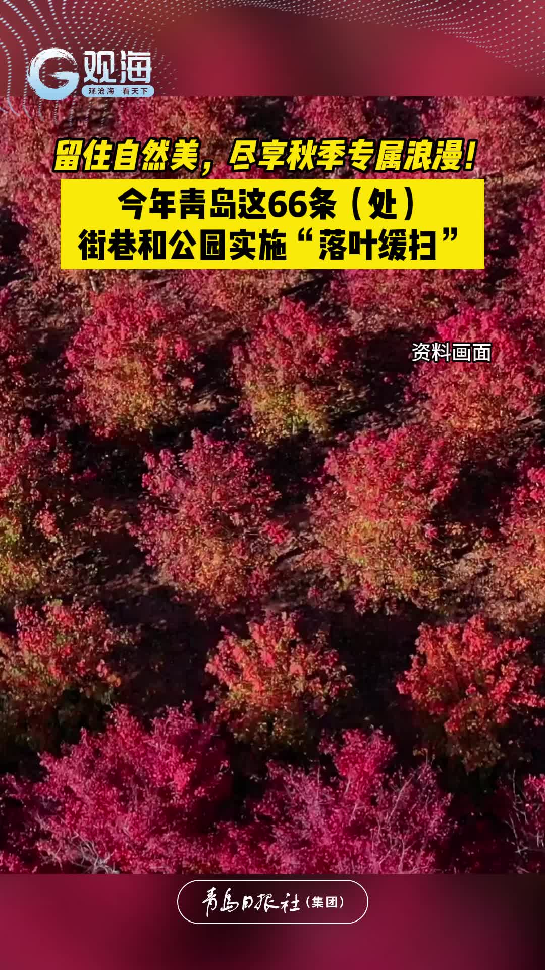 留住自然美，尽享秋季专属浪漫！今年青岛这66条（处）街巷和公园实施“落叶缓扫”