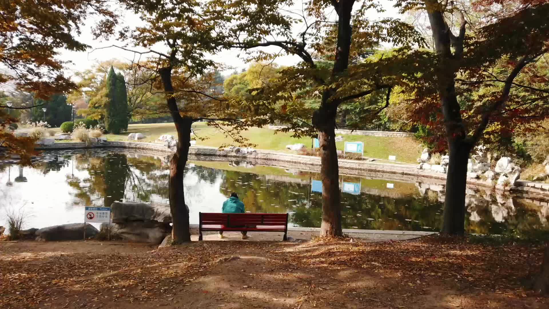 百花苑：树叶斑驳，光影成诗｜秋天的N种颜色