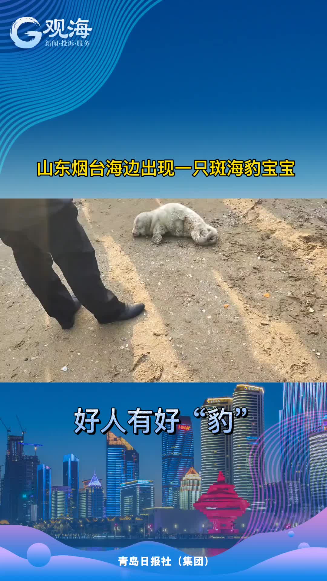 落单小海豹，萌翻