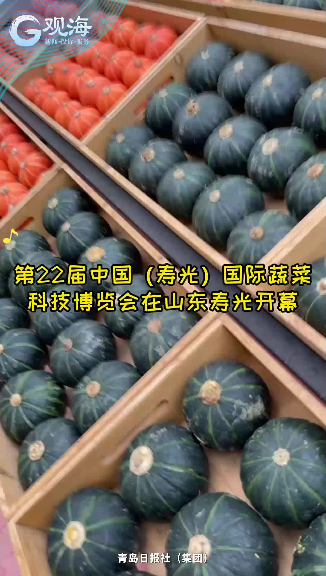3米长的丝瓜？